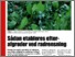 [thumbnail of Sådan etableres efterafgrøder ved radrensning.pdf]